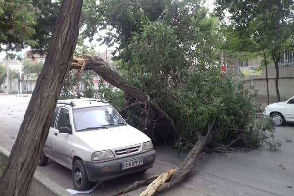 خسارت به درختان چندین ساله نطنز در پی وزش باد شدید
