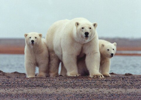 خرس‌های قطبی موجوداتی از دنیای برفی