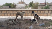 واکسیناسیون ۲۲۰۰۰ قلاده سگ علیه بیماری هاری