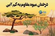 درختان میوه مقاوم به کم آبی