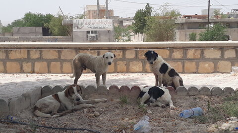 اعزام اکیپ‌ها برای جمع‌آوری سگ‌های ولگرد در قم