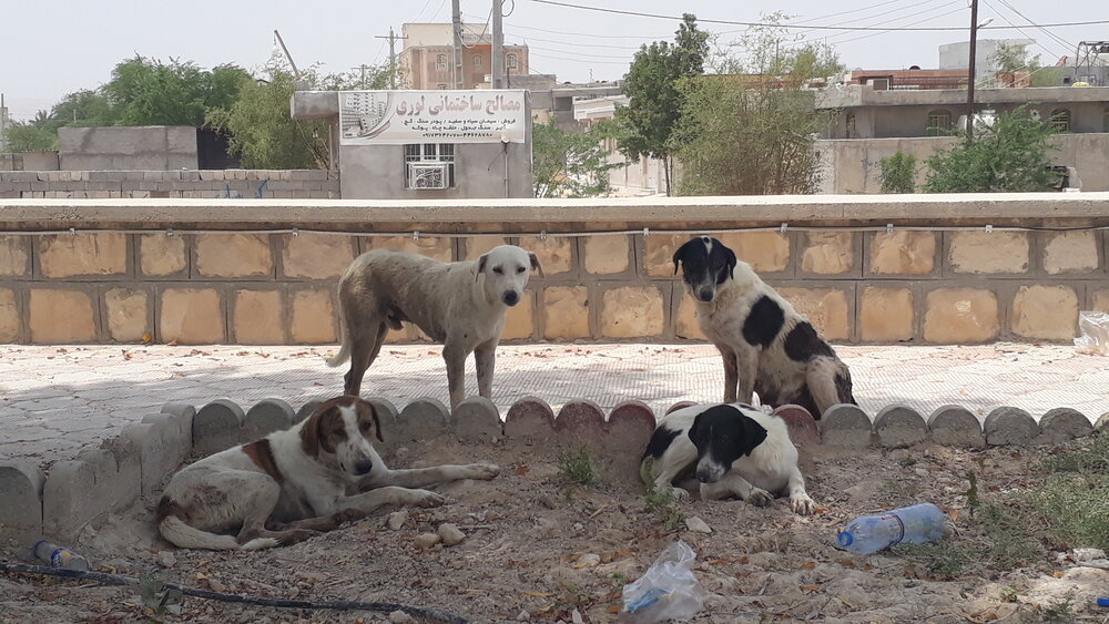 اجرای طرح ضربتی جمع‌آوری سگ‌های ولگرد در سده لنجان