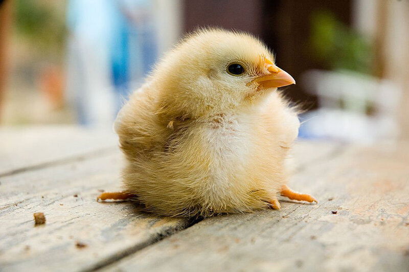 چگونه می‌توانیم جوجه مرغ را در خانه نگهداری کنیم؟