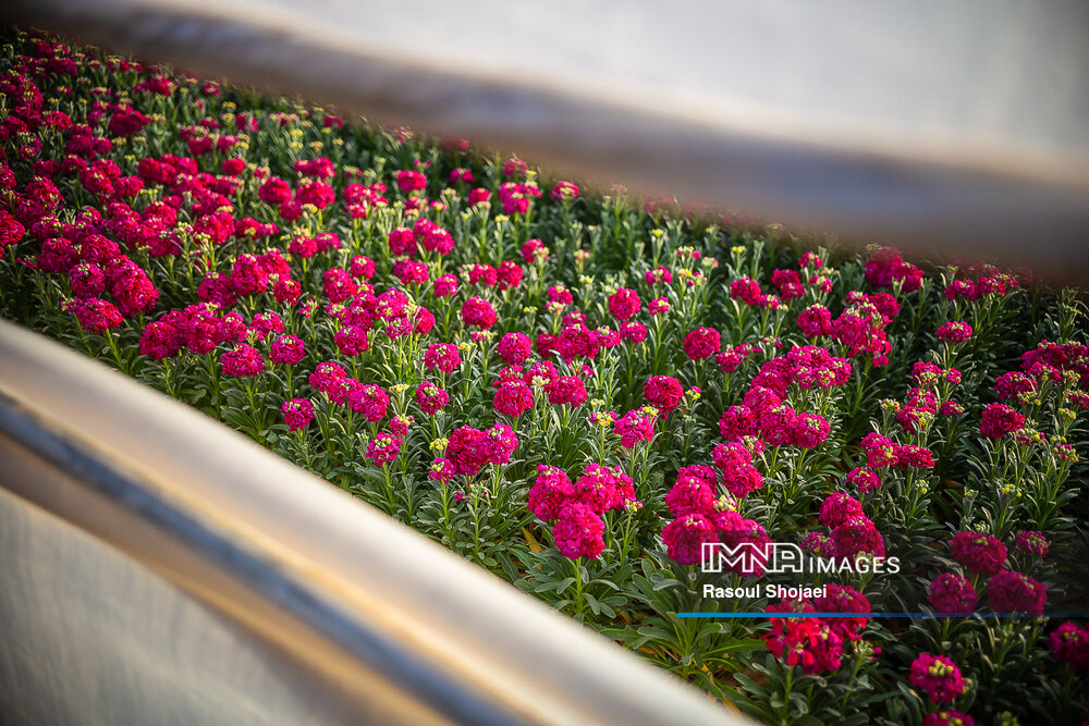 توزیع بیش از ۲۲ میلیون گل فصلی در مشهد