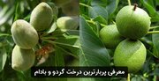 با پربارترین نهال گردو و نهال بادام در ایران آشنا شوید!