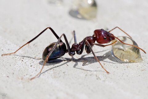 تشخیص سرطان به کمک مورچه