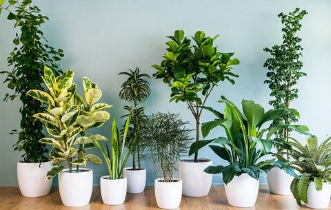 راهنمای خرید گیاهان آپارتمانی