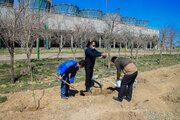 آیین کاشت ۳۲ هزار نهال در نیروگاه مفتح همدان