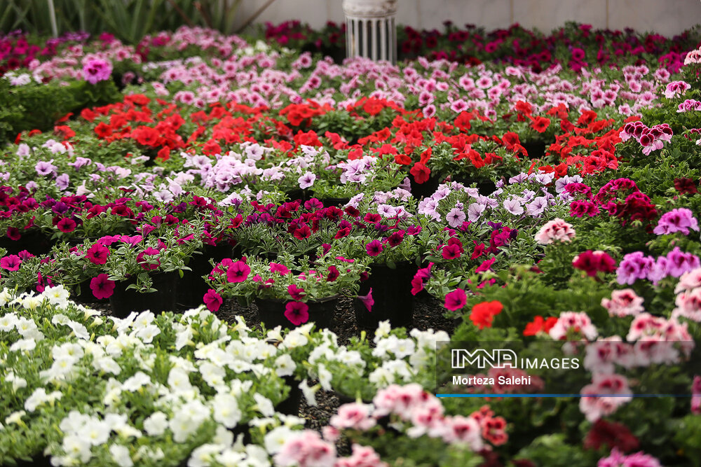 برگزاری نمایشگاه گل و گیاه در مشهد
