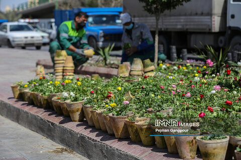 استقبال شهرداری از بهار با کاشت بیش از ۸ هزارمترمربع فرش گل 