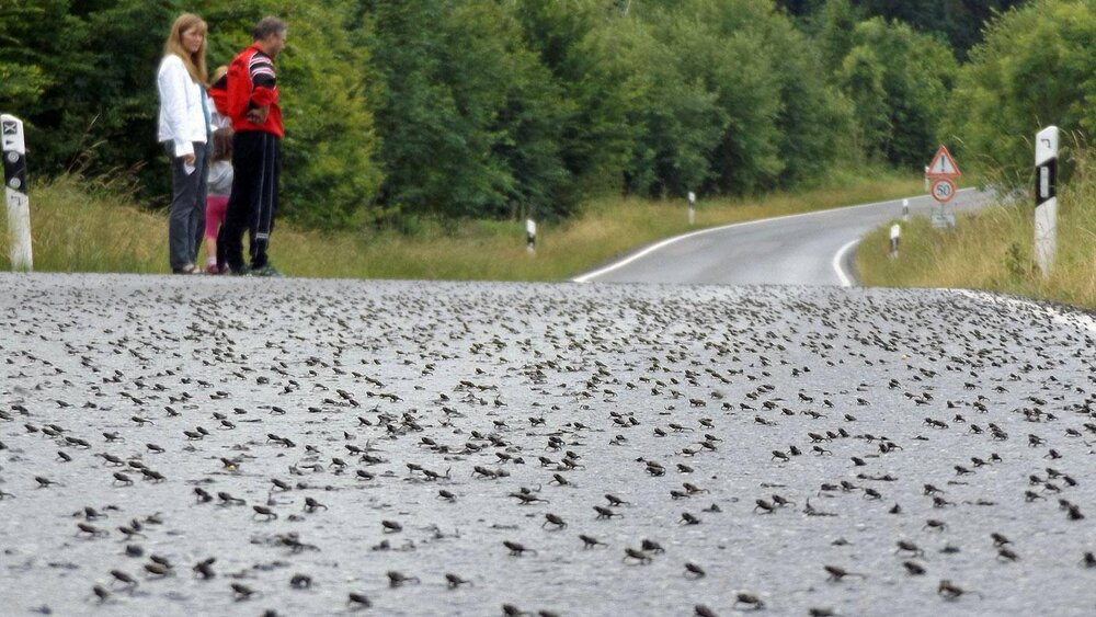اعمال محدودیت ترافیک در ویلنیوس برای نجات قورباغه‌ها