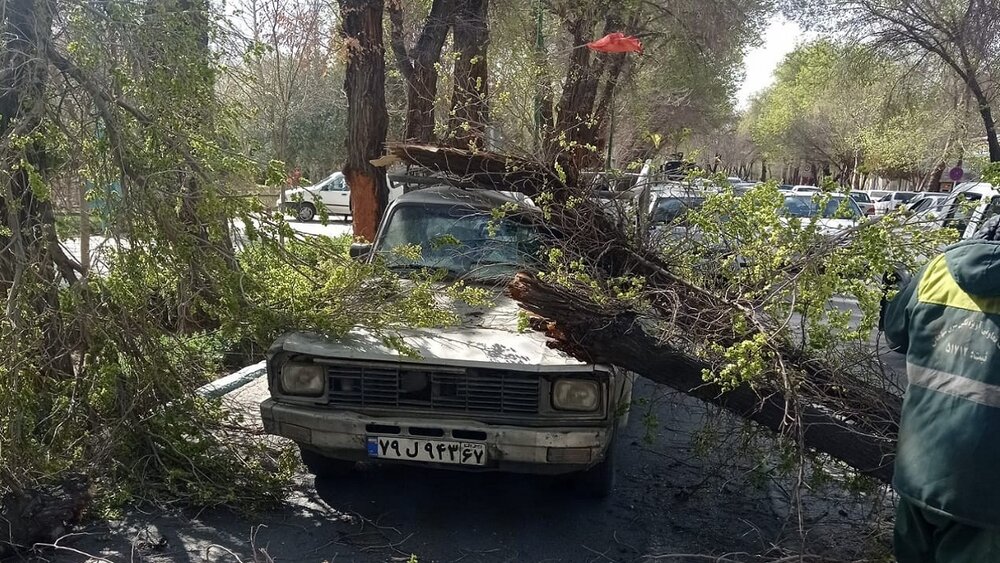 سقوط ۵ اصله درخت در پی طوفان امروز در کرج
