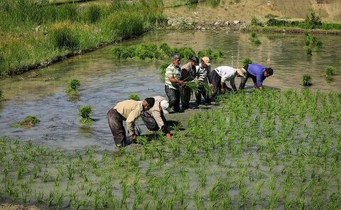 کشت‌های پرمصرف نظیر شلتوک در تابستان ۱۴۰۱ ممنوع است