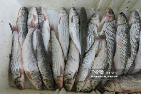 گرانی ماهی در بازار آستارا