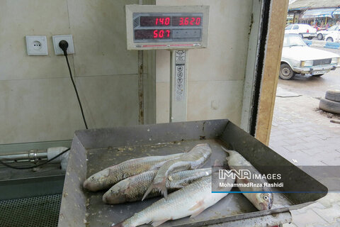 گرانی ماهی در بازار آستارا