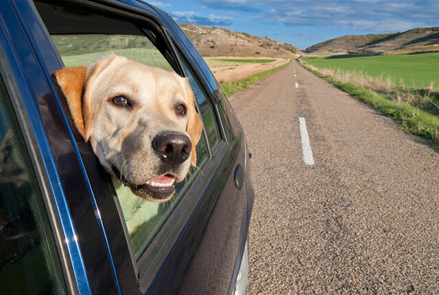 جریمه سگ‌گردانی در خودرو کمتر از هزینه غذای سگ