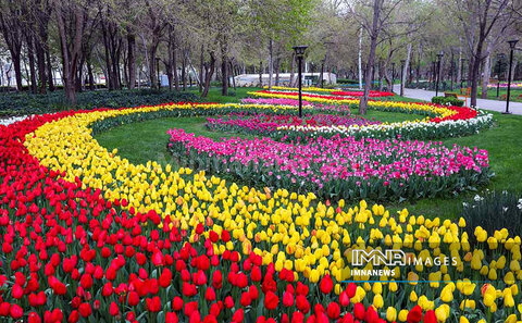 کاشت ۲۰۰ هزار پیاز لاله در باغ گل‌های کرج