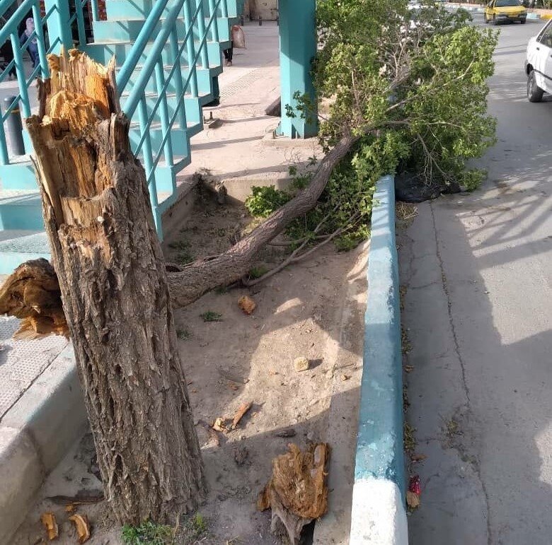 سقوط ۳۰ اصله درخت در اصفهان بر اثر تندباد
