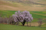 شکوفه‌های بهاری در روستای ارجنک