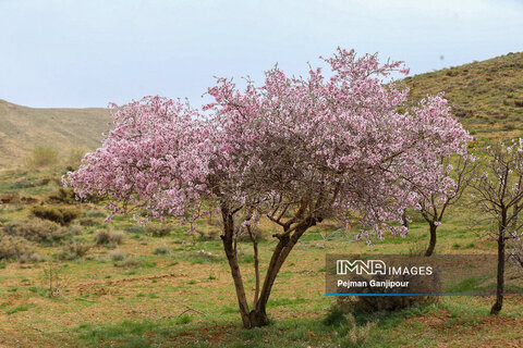 شکوفه های بهاری در روستای ارجنک