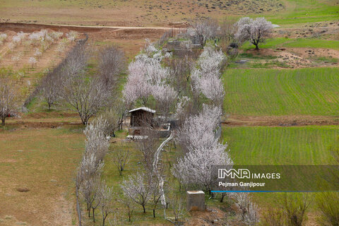 شکوفه های بهاری در روستای ارجنک