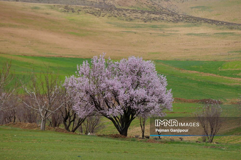 شکوفه‌های بهاری در روستای ارجنک