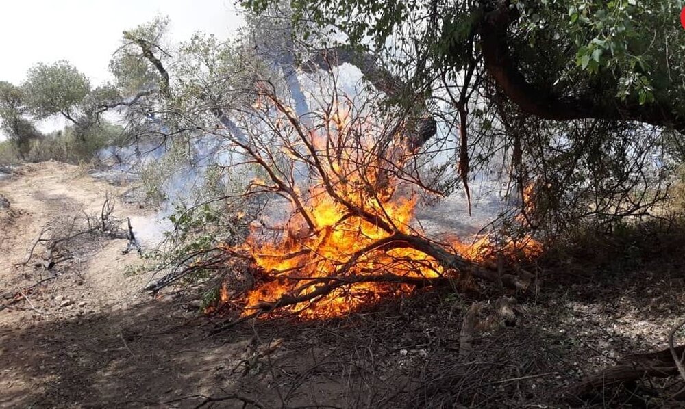 ماجرای آتش‌سوزی درختان اصفهان چیست؟