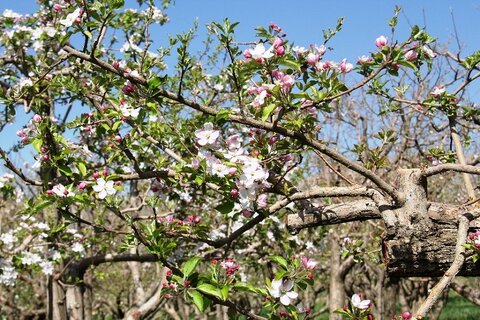 باد شدید و گرما در گل ندادن درختان سیب تاثیر زیادی داشته است