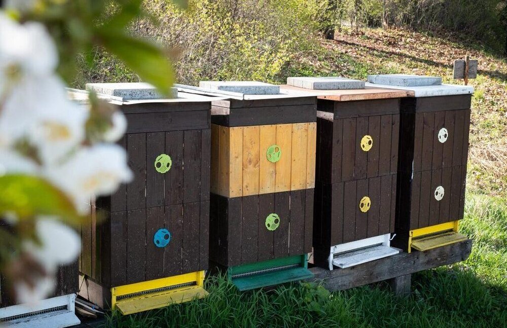 بودجه مشارکتی شهر برنو در خدمت زنبورها