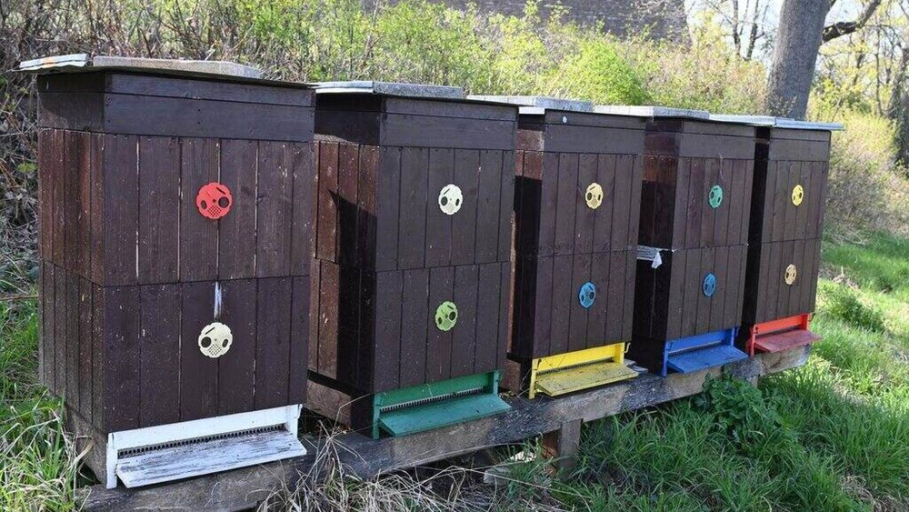 بودجه مشارکتی شهر برنو در خدمت زنبورها