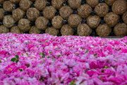 جایی که هر گل، قصه عطرِ جاودانه را روایت می‌کند