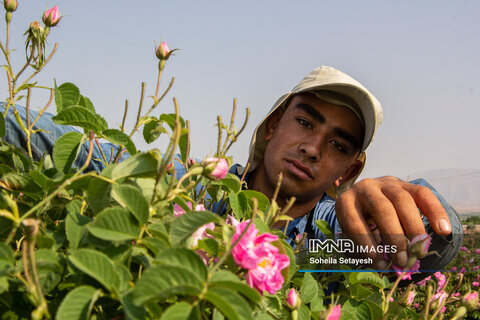 برداشت گل محمدی در میمند شیراز