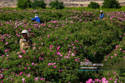  Damask Rose picking tradition in Iran