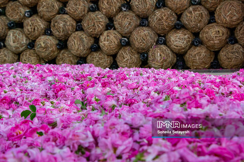 برداشت گل محمدی در میمند شیراز