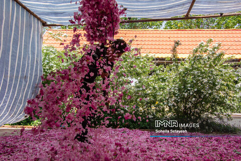  Damask Rose picking tradition in Iran