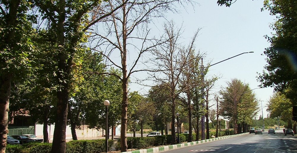 انتقال اصولی درختان اقاقیا در شهر رزن