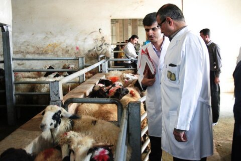 واکسیناسیون بیش از یک میلیون و ۵۰۰ هزار پرنده بومی در خوزستان