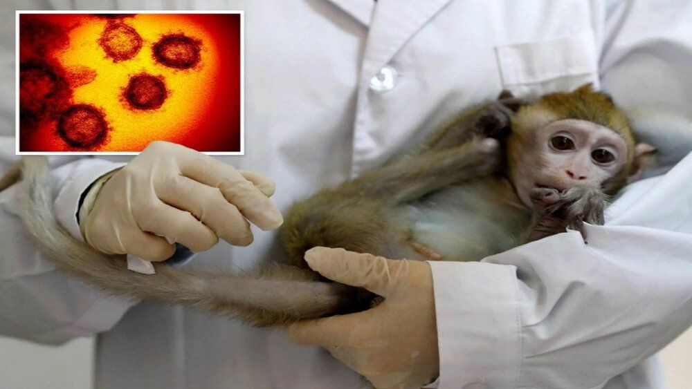 هر نوع بثورات جدی باید بررسی شود/ایمنی ۸۰ درصدی واکسن آبله در برابر آبله میمون