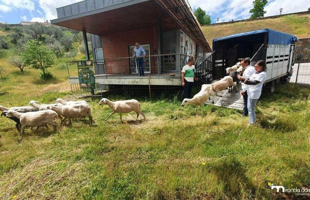 گوسفندان و الاغ‌ها در خدمت پایداری شهر پرتغالی!