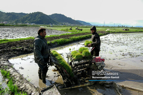 Iranian farmers on paddy fields