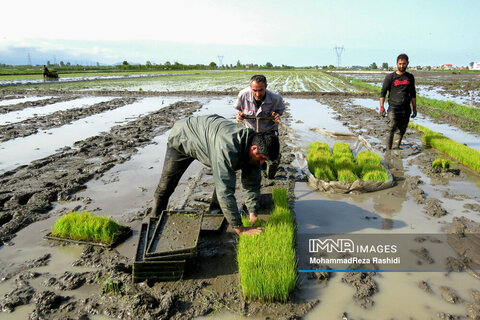 Iranian farmers on paddy fields