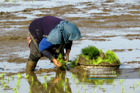 Iranian farmers on paddy fields