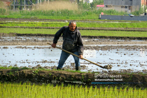 Iranian farmers on paddy fields