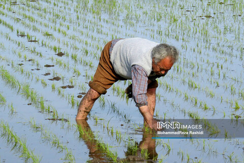 Iranian farmers on paddy fields