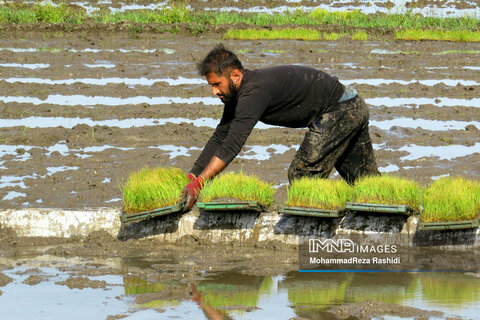 Iranian farmers on paddy fields