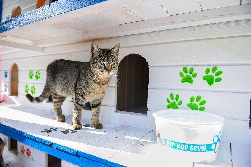 زیباسازی شهر رییکا با خانه‌سازی برای گربه‌ها
