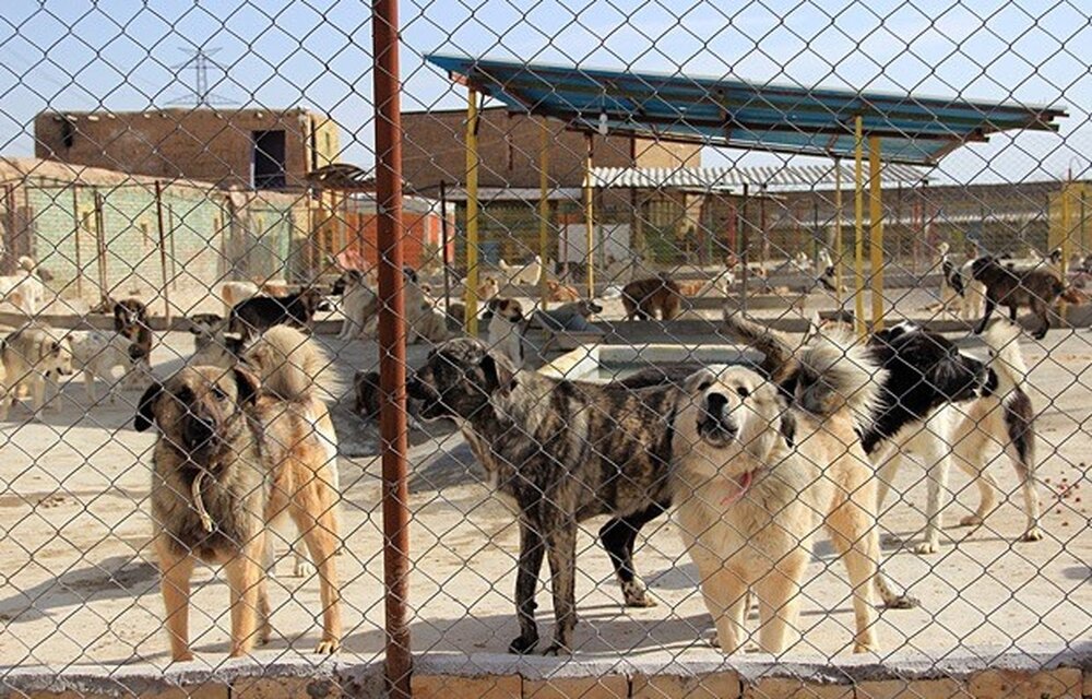 جمع‌آوری ۷۵ قلاده سگ از سطح شهر گرگان