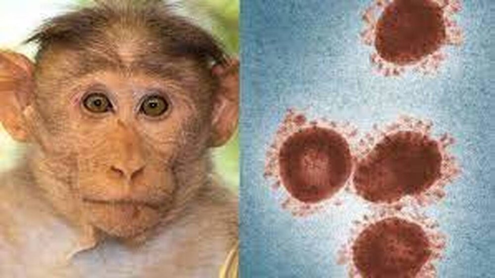 آبله میمون چقدر خطرناک است؟