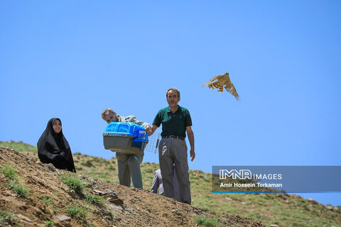 رهاسازی پرندگان شکاری تیمار شده در همدان