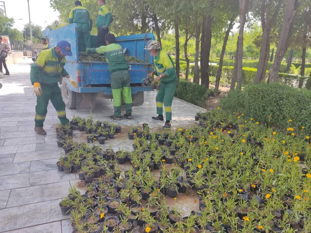 آغاز کاشت نشای پاییزه در سطح شهر رفسنجان